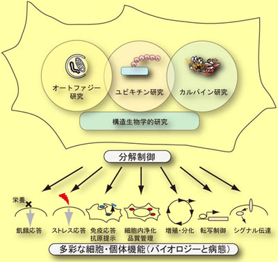 図:タンパク質分解による細胞・個体機能の制御