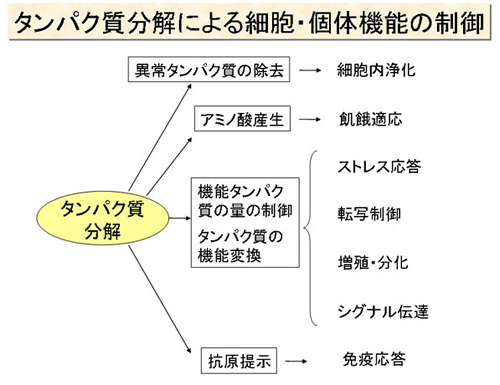 タンパク質分解による細胞・個体機能の制御