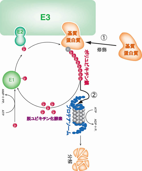 図:ユビキチン系による選択的基質識別メカニズム