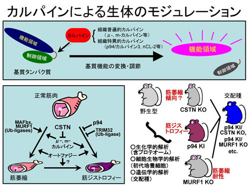 図:カルパインによる生体のモジュレーション