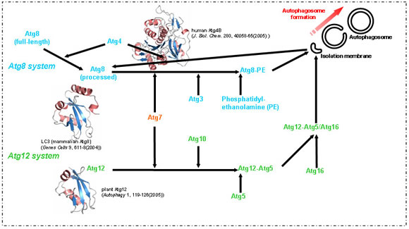 }F(3) Atg^pNQ̍\w@i؁EkCj